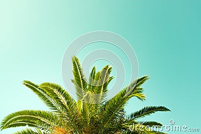Palm tree with blue green background Stock Photo