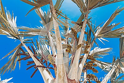 Palm tree on blue ske background at sunny tropical day Stock Photo