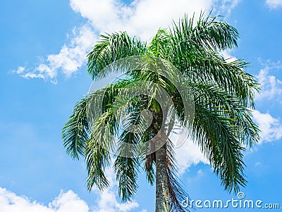 Palm tree on blue sky Stock Photo