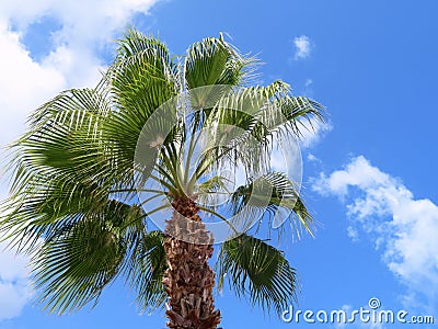 Palm tree, blue sky and clouds, Chania, Crete Stock Photo