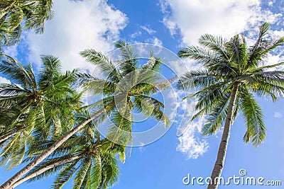 Palm tree and blue sky idyllic photo for background. Green coco palms with beautiful leaves. Stock Photo