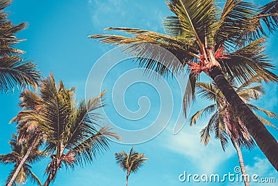 Palm tree and blue sky. Tropical paradise postcard Stock Photo