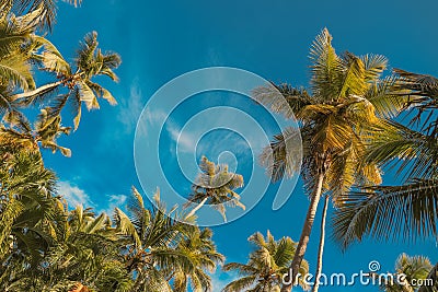Palm tree and blue sky. Tropical paradise postcard Stock Photo