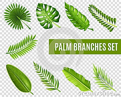 Palm Tree Branches Set Vector Illustration