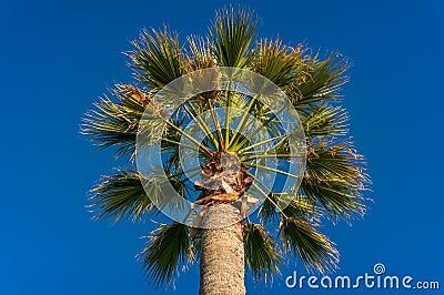 Palm tree canopy with green leaves against clear blue sky on the background Stock Photo