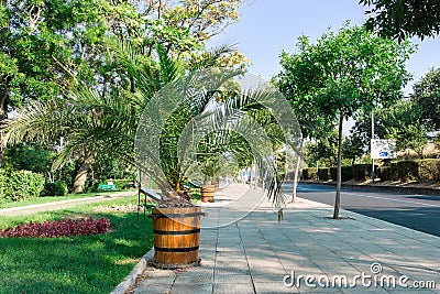 Palm tree city Stock Photo