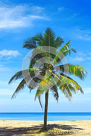 Palm tree close up view. Picturesque view of Andaman sea in Phuket, Thailand. Seascape. Tropical beach at the exotic island. Stock Photo