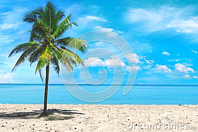 Palm tree close up view at the picturesque sky background. Tropical beach at the exotic island. Advertising of travel company. Stock Photo