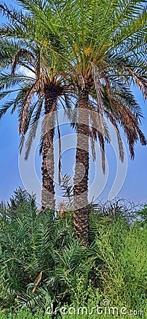 Palm tree and clouds Scene World best Stock Photo