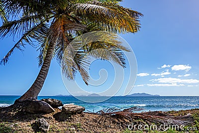 Palm tree on the coast of Basse-Terre, Trois Rivieres, Guadeloupe, Lesser Antilles, Caribbean Stock Photo