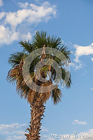 Palm tree - crown of a tree. The background is a blue sky with white clouds Stock Photo