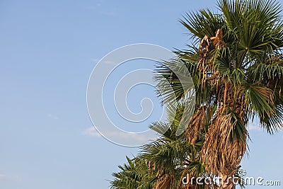 Palm tree - crown of a tree. The background is a blue sky with white clouds Stock Photo
