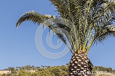 Palm tree, crown Cape Town South Africa blue sky Stock Photo