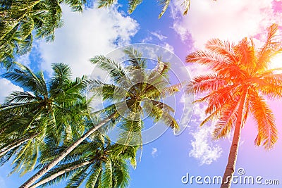 Palm tree crown on cloudy sky. Sunny tropical island toned photo. Sunshine on palm leaf. Stock Photo