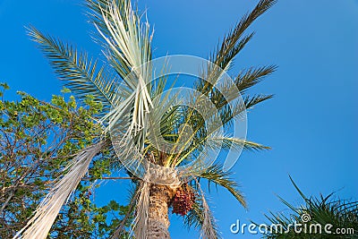 Palm tree with data fruits against a beautiful blue sky Stock Photo