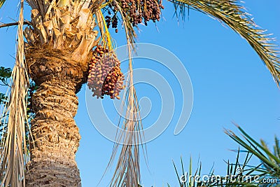 Palm tree with data fruits against a blue sky Stock Photo