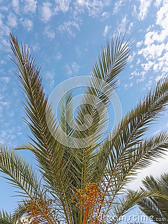 Palm tree with date fruit Stock Photo