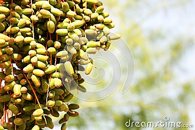Palm Tree with date fruits Stock Photo