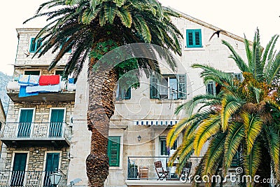 Palm tree. Date tree in Montenegro. Stock Photo