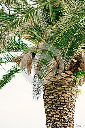 Palm tree. Date tree in Montenegro. Stock Photo