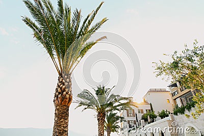 Palm tree. Date tree in Montenegro. Stock Photo