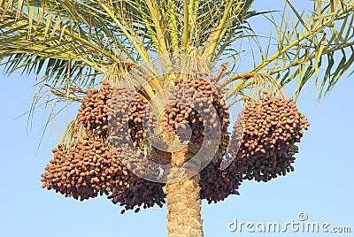 Palm tree with dates Stock Photo