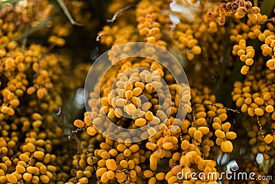 palm tree dates of amber color. Close up. abstract textured natural background Stock Photo