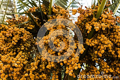 palm tree dates of amber color. Close up. abstract textured natural background Stock Photo