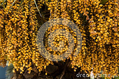 palm tree dates of amber color. Close up. abstract textured natural background Stock Photo