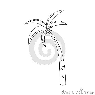 Palm tree doodle isolated. Vector illustration of cute hand drawn outline tropical tree. Palm and coconuts. Black and white Vector Illustration