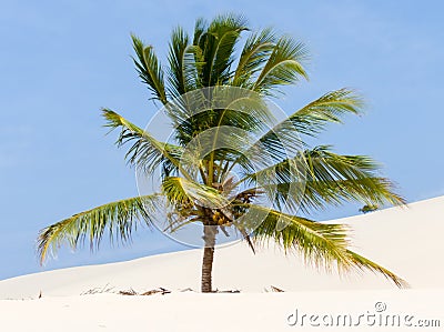 Palm tree on a dune Stock Photo