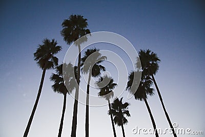 Palm Tree Eight at Sunset Stock Photo