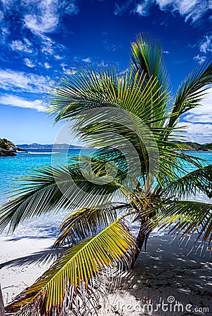 Palm tree falls dramatically into the sand on Jumbi Bay Beach in St John Stock Photo