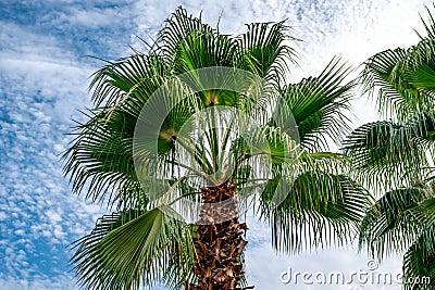 Palm tree with fan leaves on the background of a white and blue cloudy sky - bottom view. Exotic tropical plant with large Stock Photo