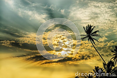 Palm tree and fantastic sunset Stock Photo