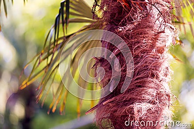 Palm tree fibers Stock Photo