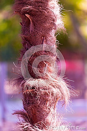 Palm tree fibers Stock Photo