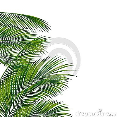 Palm tree foliage Vector Illustration