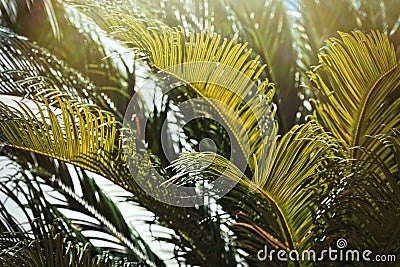 Palm tree foliage summer holiday background - Resort Destinations Stock Photo