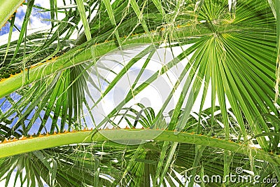 Palm Tree Fronds Stock Photo