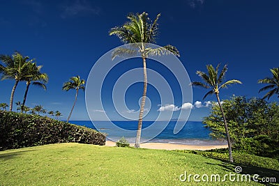 Palm tree in front of Ulua Beach, south Maui, Hawaii, USA Stock Photo