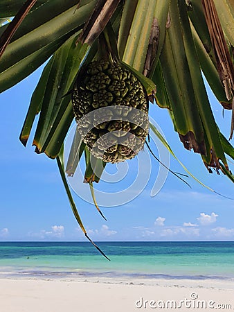 A palm tree fruit before the sight of a tropical beach Stock Photo