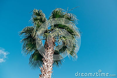Palm tree with green branches in Cyprus against blue sky as tropical background Stock Photo