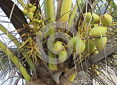 Palm tree with green coconuts. Martinique, French West Indies. Caribbean Background Stock Photo