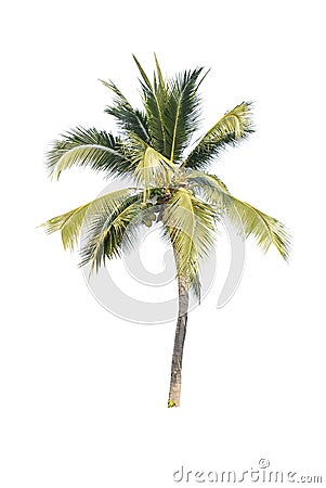 Palm tree on green filed background Stock Photo