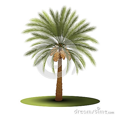 Palm tree with green leaves and dates Vector Illustration