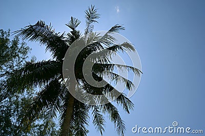 Palm Tree Green Travel Blue Sky Summer Sunny Tropical Background Stock Photo