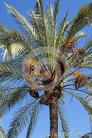 Palm tree with growing dates fruits Stock Photo
