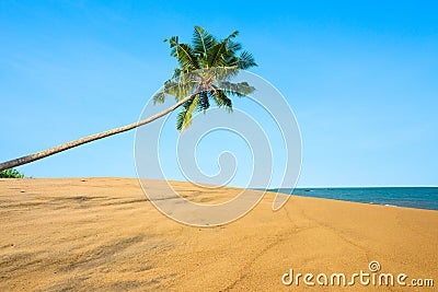 Palm tree hang over sand dune and ocean on tropical island Stock Photo