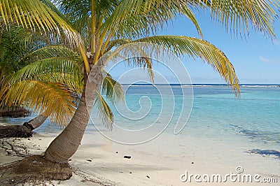 Palm Tree Hangs over Aqua Water Shoreline in Belize Stock Photo